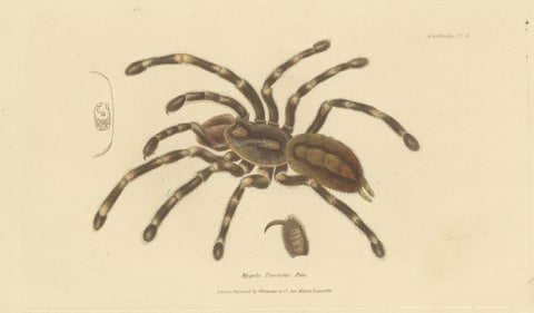 Antique Print of a Female Sri Lanka Ornamental Tiger Spider or Tarantula, 1833, view 3
