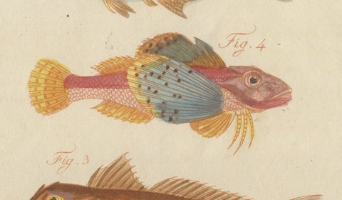 Original Antique Print of Five Exotic Red Fish by Bertuch, c. 1800, close-up 4