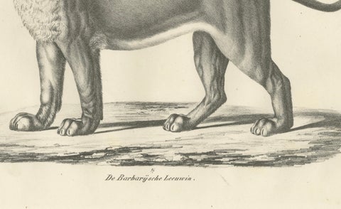 19th-Century Lithograph of the Barbary Lioness in a Powerful Standing Pose, close-up 1