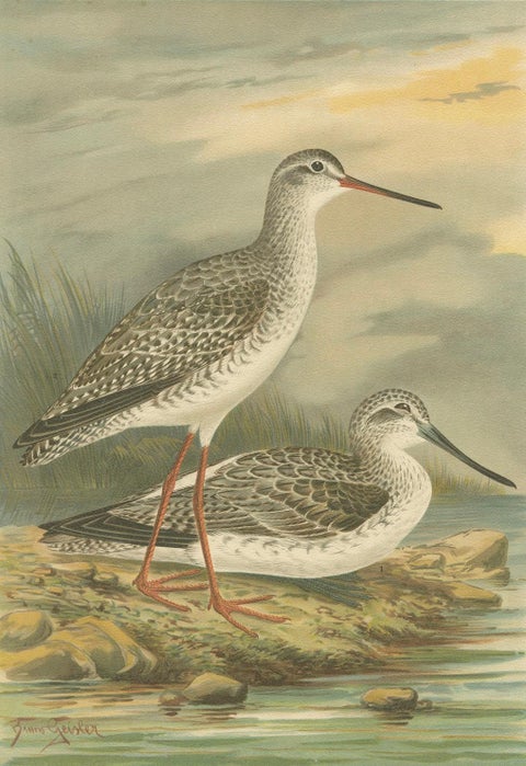 Redshank and Greenshank in Winter Plumage, Antique Bird Lithograph c.1895, close-up 5