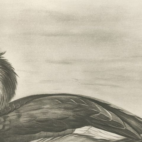 Merganser and Young, Antique Bird Print after Lilian Medland, circa 1909, close-up 2