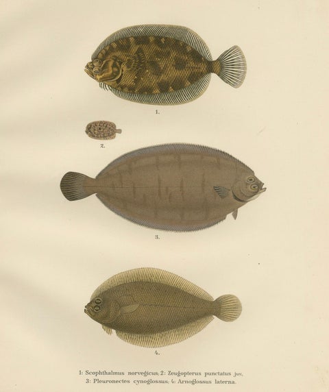 Norwegian Topknot, Spotted Flounder and Scaldfish - Graceful Flatfish Lithograph, close-up 5