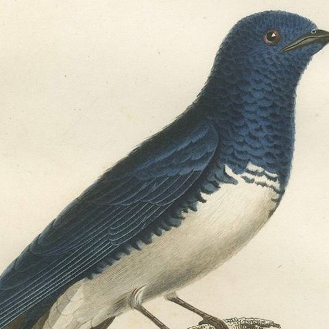 Large Antique Bird Print of a White Bellied Caribbean Martin, circa 1807, close-up 4