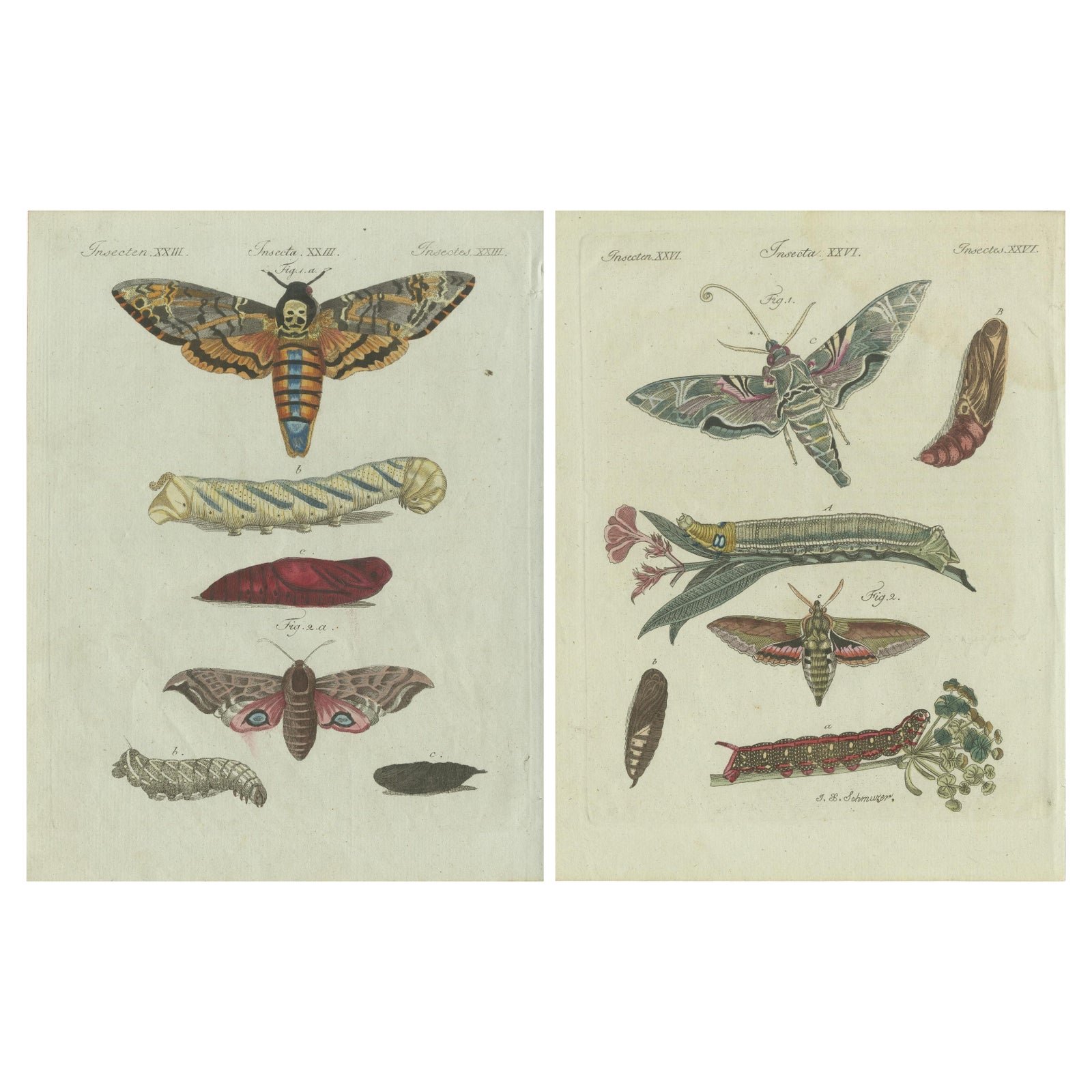 Unique Entomology Study - Hand-Colored Butterfly Prints Published in ca.1780