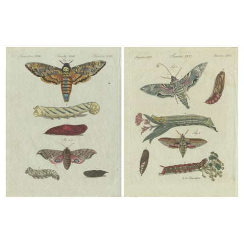 Unique Entomology Study - Hand-Colored Butterfly Prints Published in ca.1780