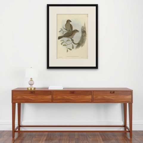 Antique Bird Print of the Tooth-Billed Bower-Bird by J. Gould, circa 1875, shown framed on a wall