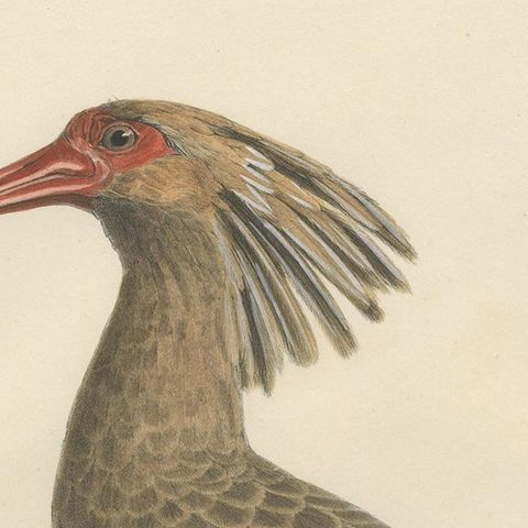 Antique Bird Print of the Olive Ibis by Severeyns 'c.1850', close-up 1