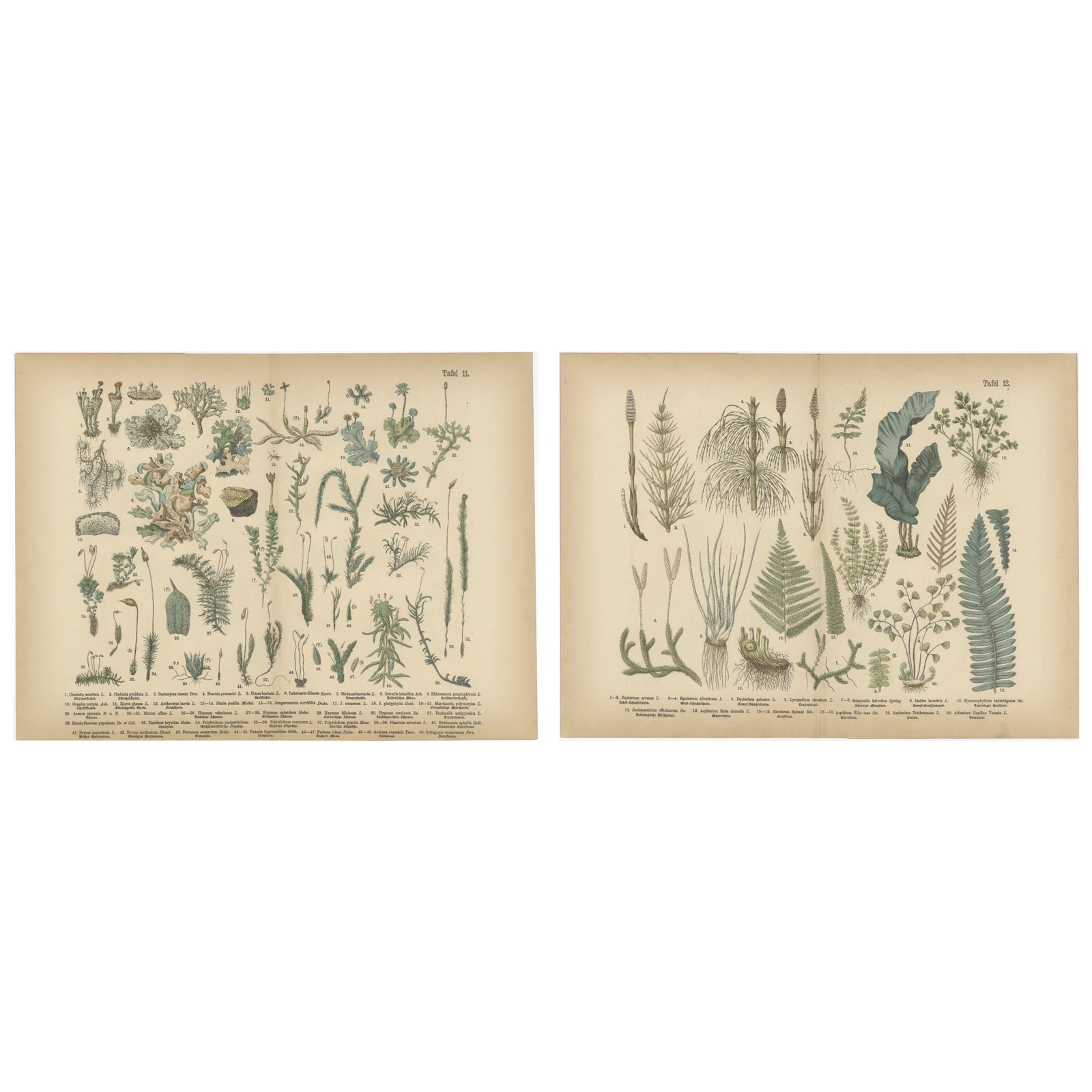 Antique Botanical Atlas Plates, Hand-Colored Wood Engravings, 1885