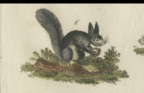 Antique Print of Otters, Martens, Ermine, a Squirrel and a Beaver, circa 1820, close-up 1