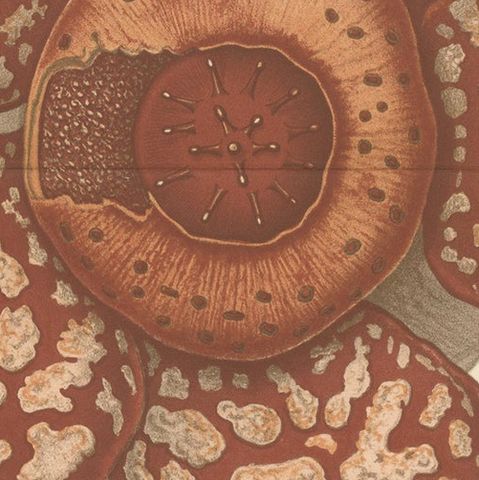 Antique Botany Print of the Rafflesia Hasseltii by Brill, '1884', close-up 2