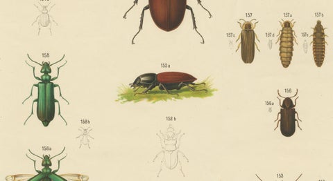 Large Antique Educational Poster of European Beetles and Larvae, c.1880, close-up 3