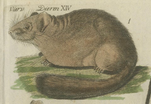 Hand-Colored Antique Illustrations of Various Rodent-like Animals, circa 1820, close-up 6