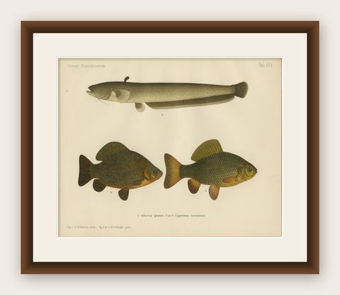 Wels Catfish and Crucian Carp - Iconic Scandinavian Freshwater Fish Lithograph, shown framed