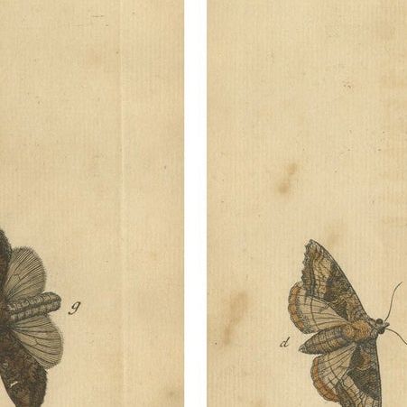Antique English Moths & Caterpillars on Woodland Plants, Hand-Colored 1720, close-up 2