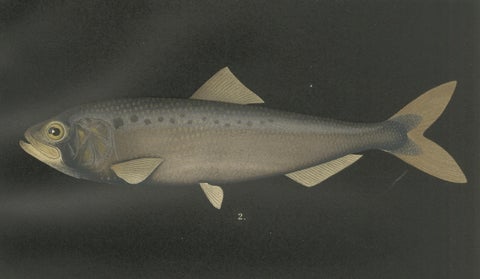 Scandinavian Herring and Shad: Exquisite Lithograph from Pisces Scandinaviae, close-up 5