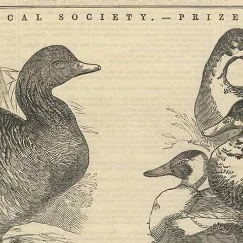Antique Print of Prize Poultry at the Zoological Society, 1845, close-up 1