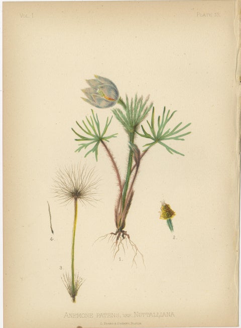 Native US Flora - Three Original Botanical Chromolithograps, 1879, view 5