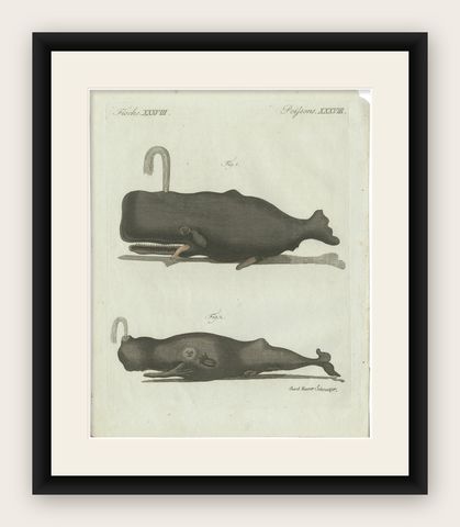 Original Antique Print of Two Sperm Whales by Bertuch, c. 1800, shown framed