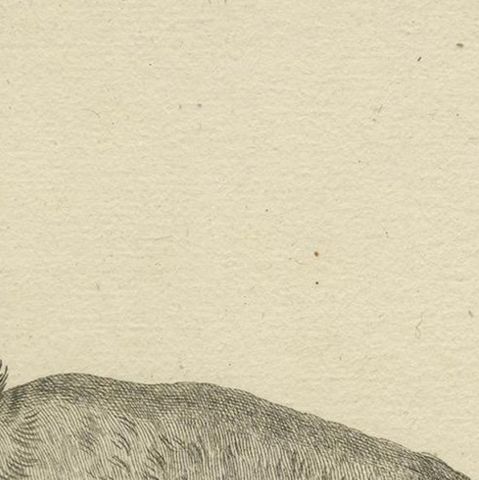 Antique Engraving of a Capuchin Monkey (Simia apella Linn.), A. Hoffer, ca.1800, close-up 6