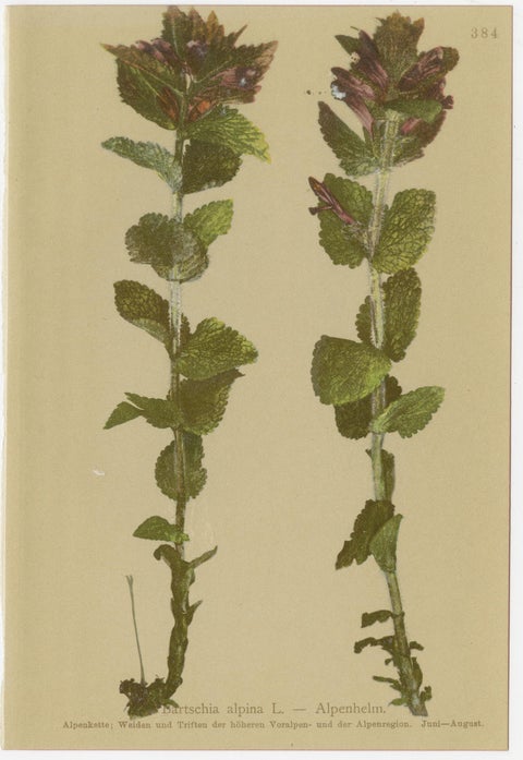 Alpine Foxglove & Wildflowers, Small Seizded Antique Botanical Print Set, 1897, view 8