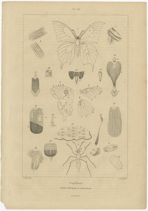 Set of 3 Antique Prints of Various Insects and Butterflies by Guerin, c.1835, view 3