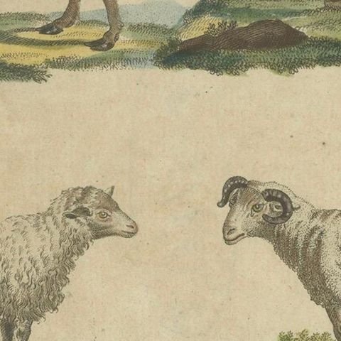 Antique Handcolored Engraving of Sheep and Rams, c.1800, close-up 5