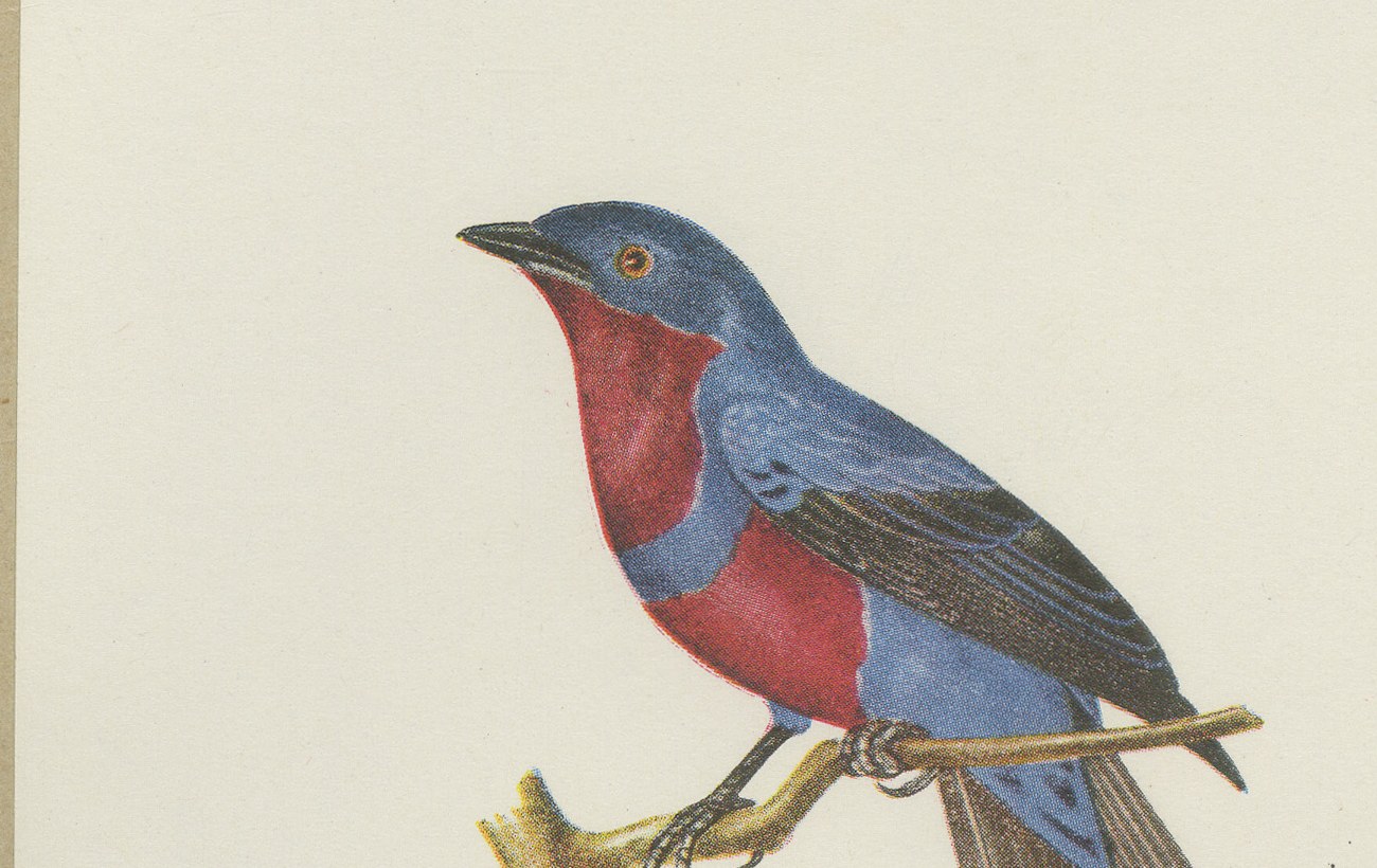 Tanagers and Cotingas, Brazilian Bird Print, Descourtilz, 1944, view 3
