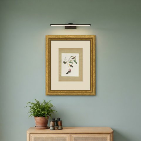 Cotingas and Long-Tailed Manakins, Brazilian Bird Print, Descourtilz, 1944, shown framed on a wall