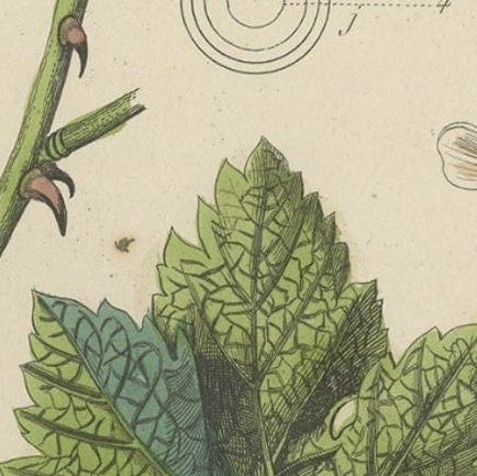 Decorative Antique Print of Various Leaves for a Gardener or Garden Lover, 1854, close-up 1