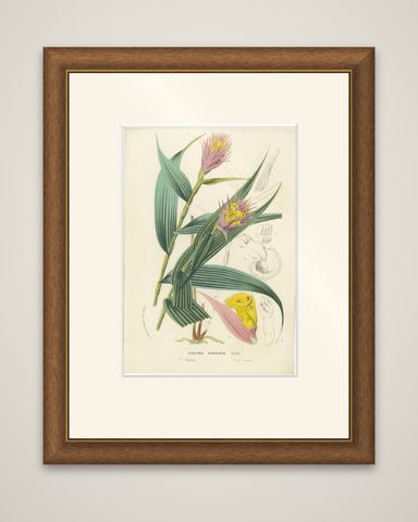 Caravata Plant Botanical Illustration by Louis van Houtte, 19th Century, shown framed