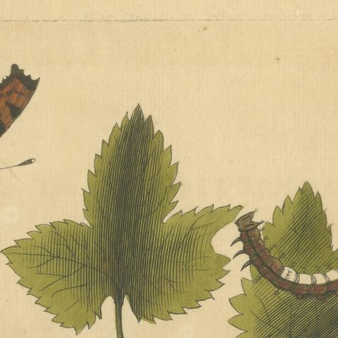 Butterfly Life Cycle on Leafy Branch, Albin Hand-Colored Engraving, 1720, close-up 5