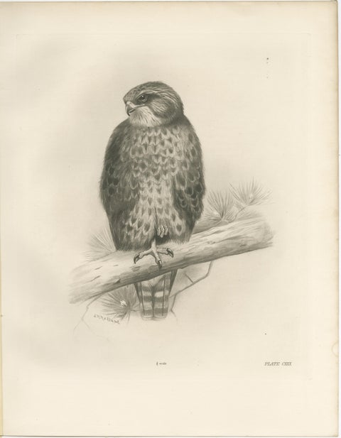 Three British Raptors: Buzzards and Adult Goshawk, 1908, view 5