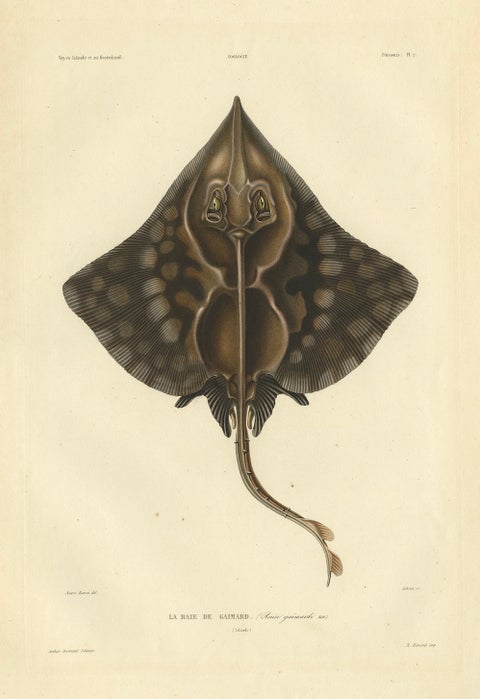 Rare Hand-Colored Antique Fish Print of the Gaimard's Ray, 1842, close-up 1