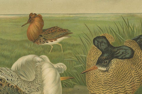 Ruffs and Reeves in Breeding Plumage, Ornithological Lithograph c.1895, close-up 6