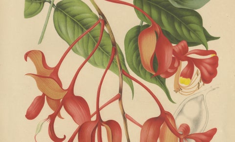 Original Antique Botanical Chromolithograph of Pride of Burma, c. 1880, close-up 3