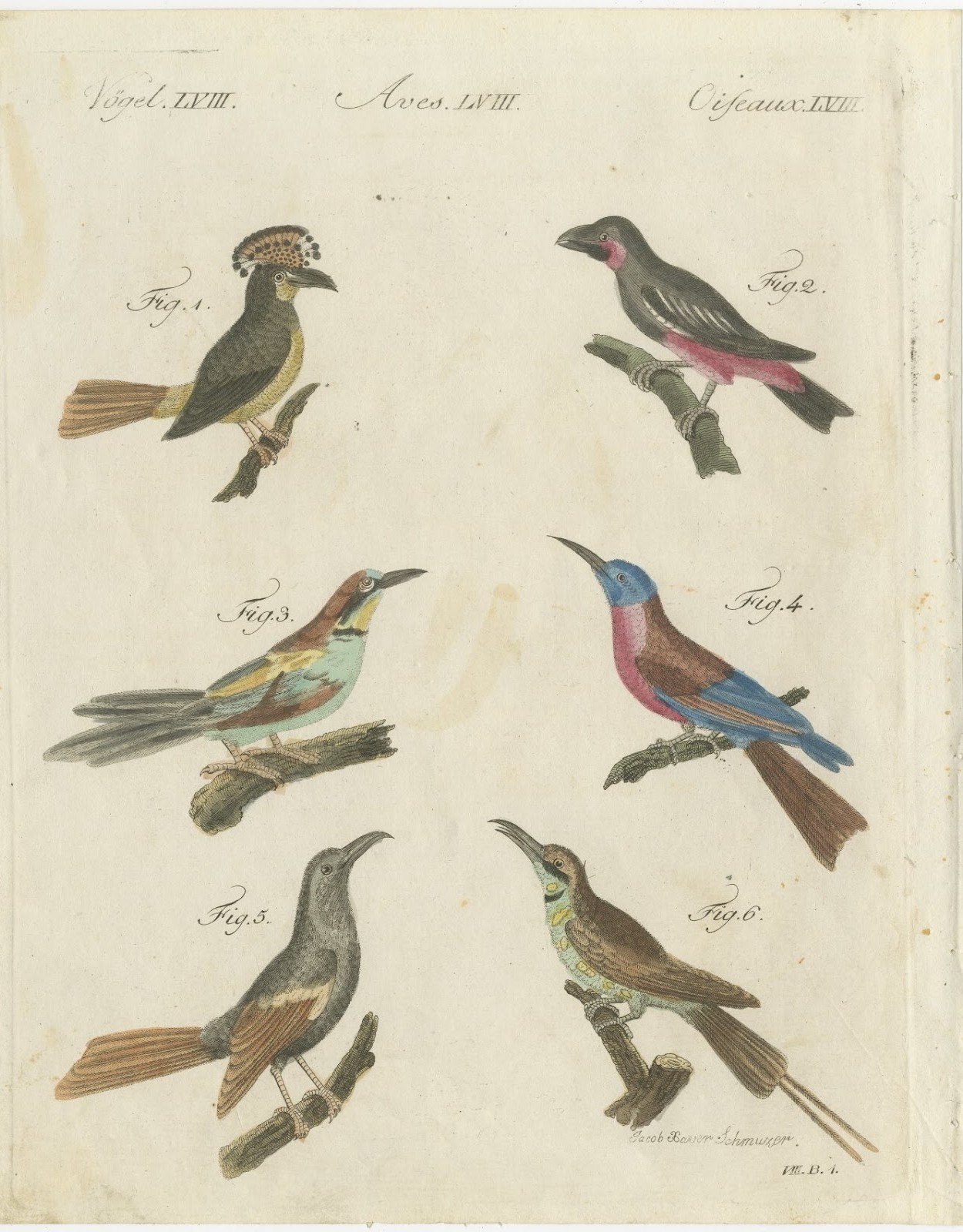 Royal Flycatcher and Bee-eaters, Antique Bertuch Print, Vienna, circa 1805