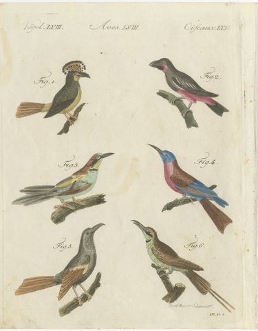 Royal Flycatcher and Bee-eaters, Antique Bertuch Print, Vienna, circa 1805