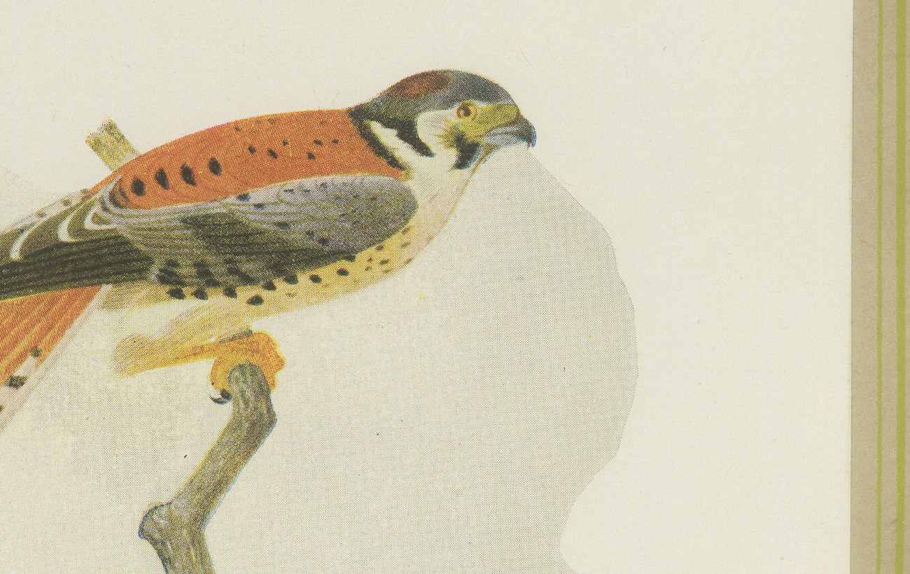 Falcons and Kestrels, Brazilian Bird Print, Descourtilz, 1944, view 3