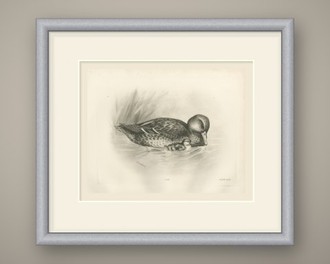 Wild Duck (Female) with Duckling, Plate CLXX after Lilian Medland, c. 1909, shown framed
