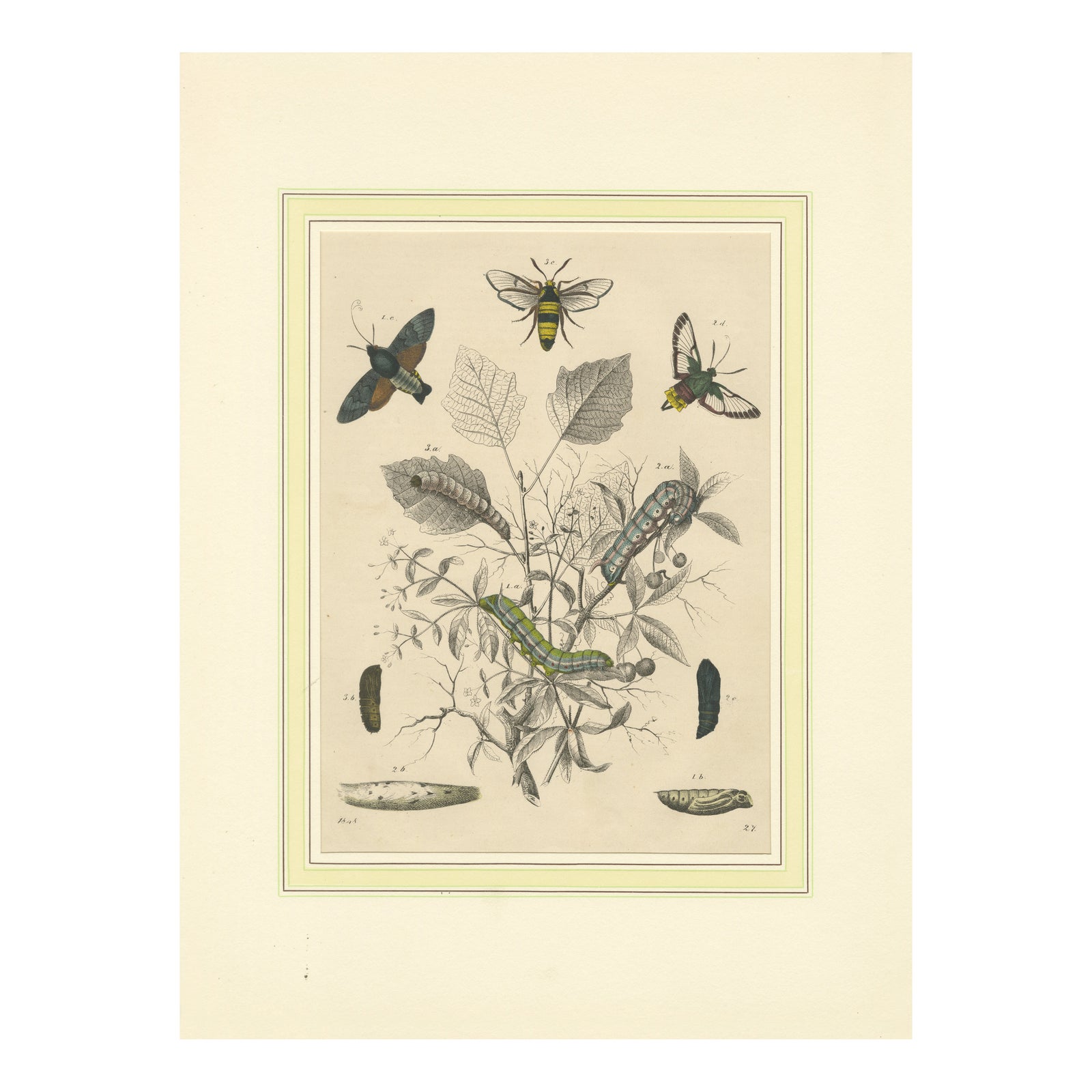 Lithograph of Insect Life Cycles, Moths, Bees, and Caterpillars with Host Plant