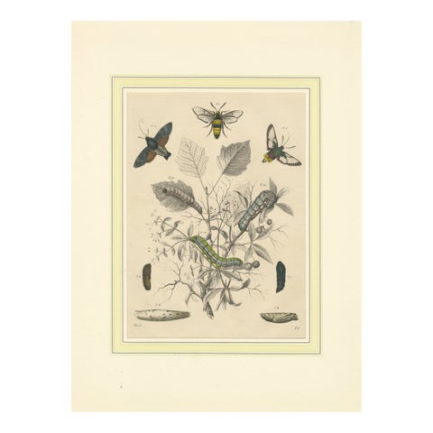 Lithograph of Insect Life Cycles, Moths, Bees, and Caterpillars with Host Plant
