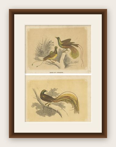 Set of 2 Antique Bird Prints, Bird of Paradise, by Bicknell 'circa 1855', shown framed