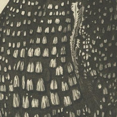 Antique Bird Print of the Common Loon by Sepp & Nozeman, 1829, close-up 2