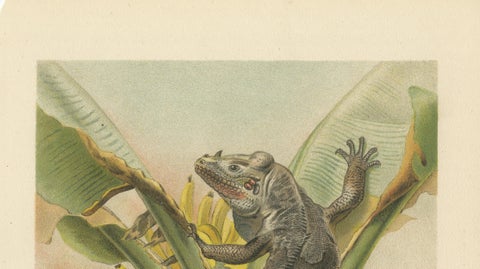 The Black Iguana on Banana Tree, Antique Reptile Natural History Print, 1895, close-up 2