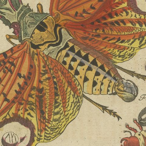 Hercules Beetle and Lantern Fly, Antique Bertuch Print, Vienna, circa 1805, close-up 4