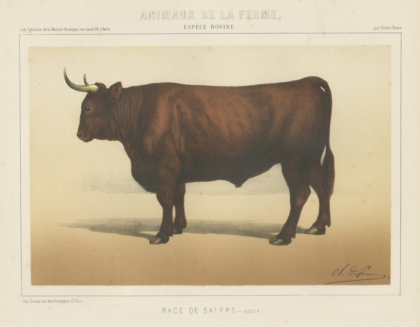Salers Ox, French Cattle Breed, Antique Chromolithograph by Borie, 1863