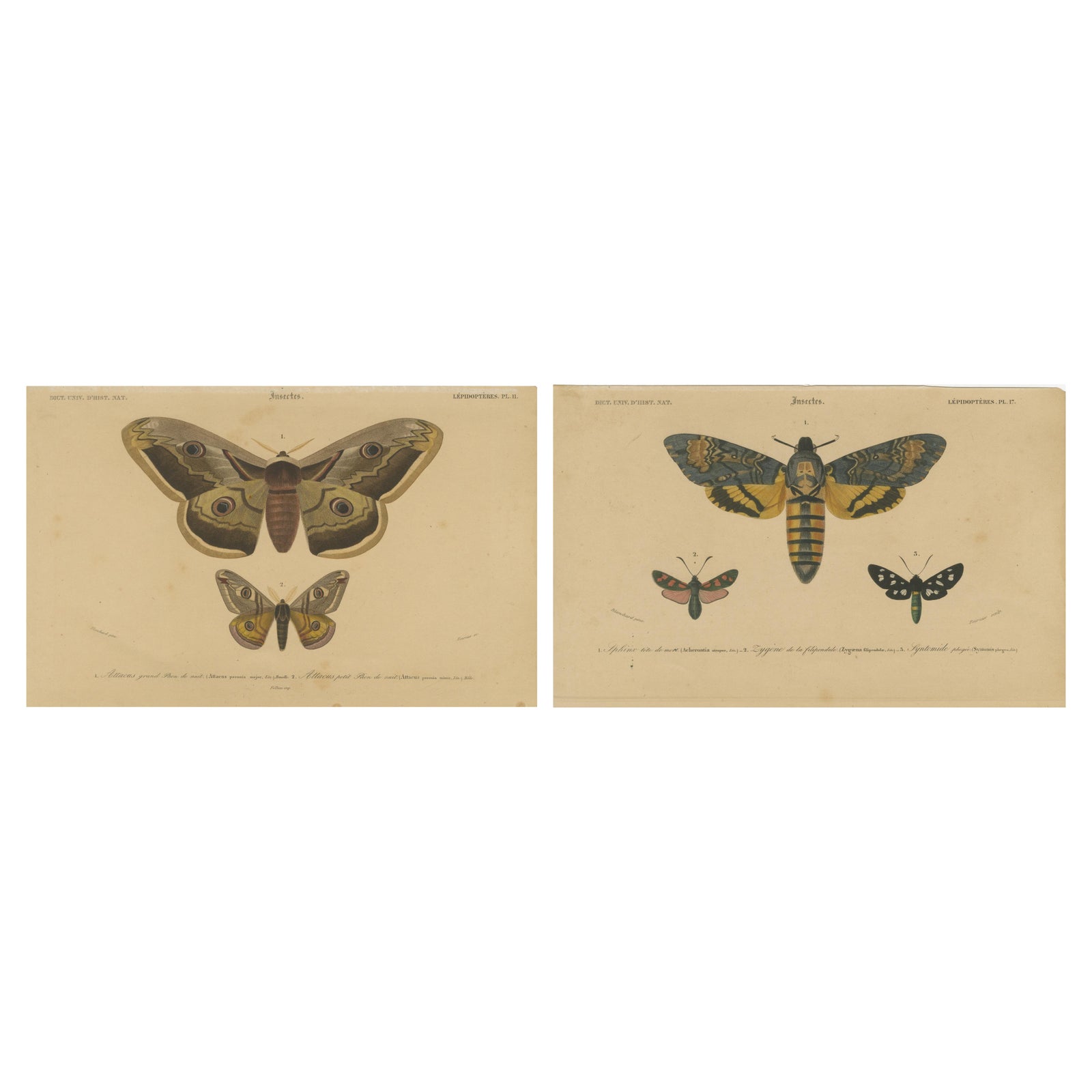 Antique Hand-Colored Moth and Butterfly Prints - Rare 19th-Century Illustrations