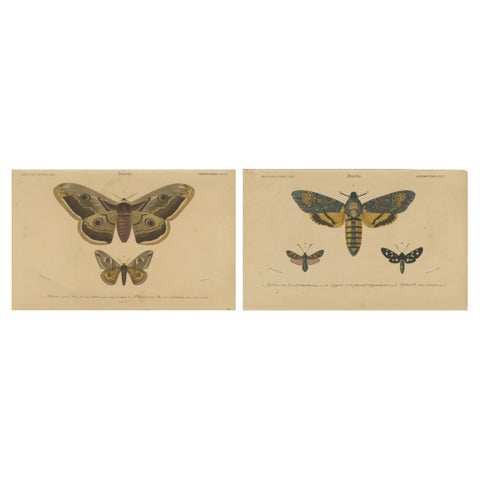 Antique Hand-Colored Moth and Butterfly Prints - Rare 19th-Century Illustrations