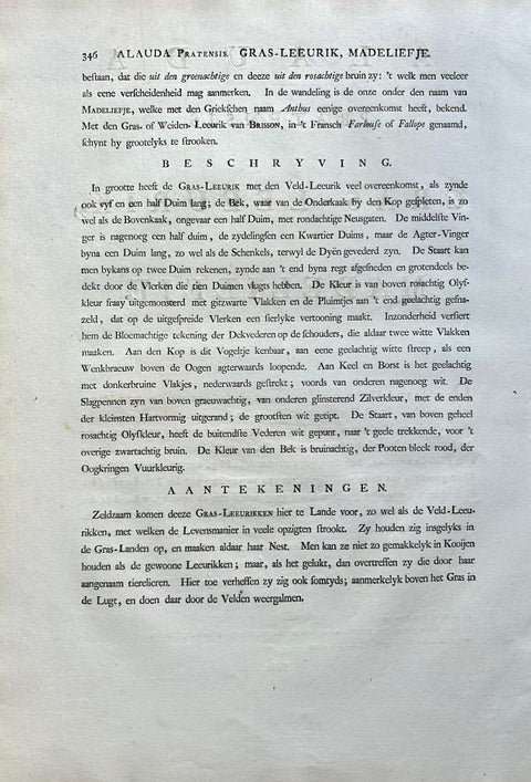 Meadow Pipit Bird Print, Alauda Pratensis from Nederlandsche Vogelen, 1809, view 11