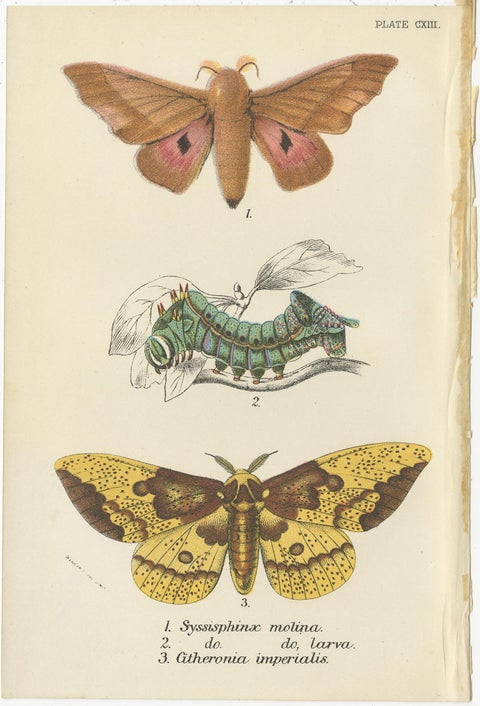 Set of 5 Antique Prints of Various Moths by Lloyd, circa 1897, view 5